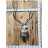 Image 1 : 3x4 Mule Deer Shoulder Mount Taxidermy