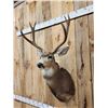 Image 2 : 3x4 Mule Deer Shoulder Mount Taxidermy