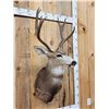 Image 3 : 3x4 Mule Deer Shoulder Mount Taxidermy