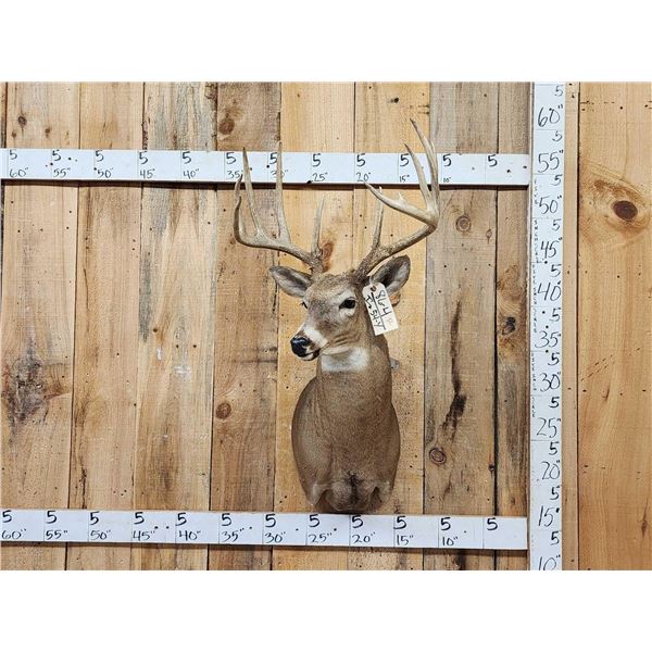 Wild 157 6/8" Whitetail Shoulder Mount Taxidermy