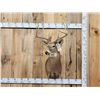 Image 1 : Wild 157 6/8" Whitetail Shoulder Mount Taxidermy