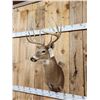 Image 2 : Wild 157 6/8" Whitetail Shoulder Mount Taxidermy