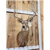 Image 3 : Wild 157 6/8" Whitetail Shoulder Mount Taxidermy