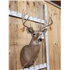 Image 4 : Wild 157 6/8" Whitetail Shoulder Mount Taxidermy