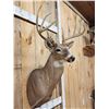 Image 5 : Wild 157 6/8" Whitetail Shoulder Mount Taxidermy