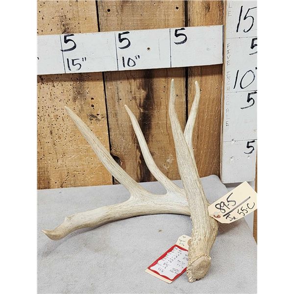 81 6/8" Main Frame 4 Point Whitetail Shed Antler