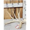 Image 1 : 81 6/8" Main Frame 4 Point Whitetail Shed Antler