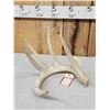 Image 2 : 81 6/8" Main Frame 4 Point Whitetail Shed Antler
