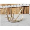 Image 3 : 81 6/8" Main Frame 4 Point Whitetail Shed Antler
