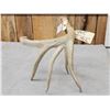 Image 4 : 81 6/8" Main Frame 4 Point Whitetail Shed Antler