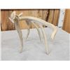 Image 5 : 81 6/8" Main Frame 4 Point Whitetail Shed Antler