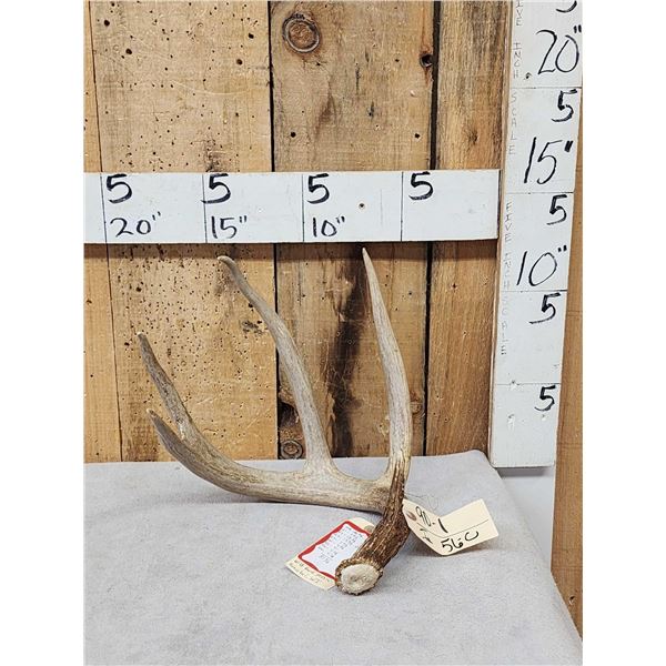 81 4/8" Wild Wisconsin 5 Point Whitetail Shed Antler