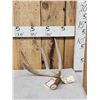 Image 1 : 81 4/8" Wild Wisconsin 5 Point Whitetail Shed Antler