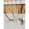 Image 2 : 81 4/8" Wild Wisconsin 5 Point Whitetail Shed Antler