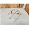 Image 3 : 81 4/8" Wild Wisconsin 5 Point Whitetail Shed Antler