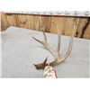 Image 4 : 81 4/8" Wild Wisconsin 5 Point Whitetail Shed Antler