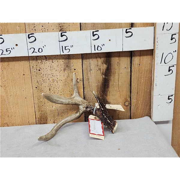 Wild South Dakota 3 Point Whitetail Shed Antler With 13" Droptine