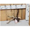 Image 1 : Wild South Dakota 3 Point Whitetail Shed Antler With 13" Droptine