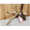 Image 2 : Wild South Dakota 3 Point Whitetail Shed Antler With 13" Droptine