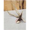 Image 3 : Wild South Dakota 3 Point Whitetail Shed Antler With 13" Droptine