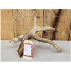 Image 4 : Wild South Dakota 3 Point Whitetail Shed Antler With 13" Droptine