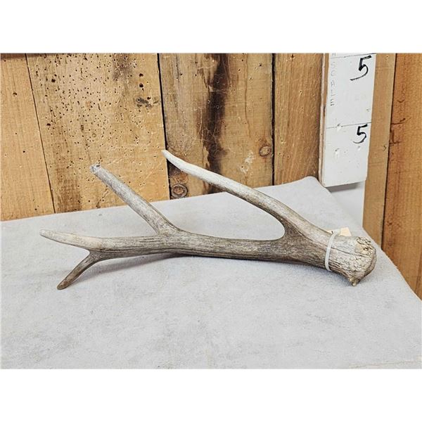 Crazy Mule Deer Dhed Antler With 9 7/8" Brow Tine