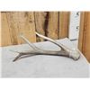 Image 1 : Crazy Mule Deer Dhed Antler With 9 7/8" Brow Tine