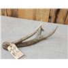 Image 2 : Crazy Mule Deer Dhed Antler With 9 7/8" Brow Tine