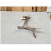 Image 3 : Crazy Mule Deer Dhed Antler With 9 7/8" Brow Tine