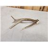 Image 4 : Crazy Mule Deer Dhed Antler With 9 7/8" Brow Tine