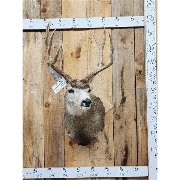 4x4 Mule Deer Shoulder Mount Taxidermy