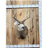 Image 1 : 4x4 Mule Deer Shoulder Mount Taxidermy