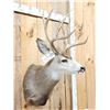 Image 2 : 4x4 Mule Deer Shoulder Mount Taxidermy