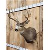 Image 3 : 4x4 Mule Deer Shoulder Mount Taxidermy