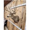 Image 4 : 4x4 Mule Deer Shoulder Mount Taxidermy