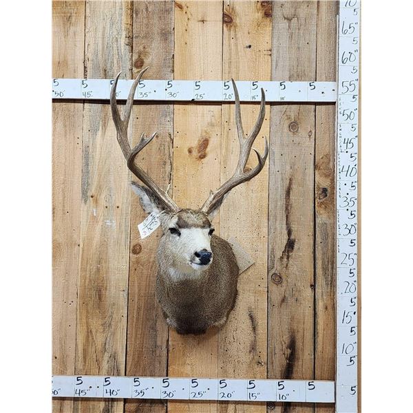 5x5 Mule Deer Shoulder Mount Taxidermy