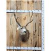 Image 1 : 5x5 Mule Deer Shoulder Mount Taxidermy