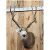 Image 2 : 5x5 Mule Deer Shoulder Mount Taxidermy