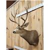 Image 3 : 5x5 Mule Deer Shoulder Mount Taxidermy