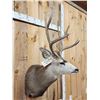 Image 4 : 5x5 Mule Deer Shoulder Mount Taxidermy