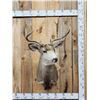 Image 1 : 5x5 Mule Deer Shoulder Mount Taxidermy