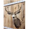Image 2 : 5x5 Mule Deer Shoulder Mount Taxidermy