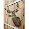 Image 3 : 5x5 Mule Deer Shoulder Mount Taxidermy