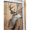 Image 4 : 5x5 Mule Deer Shoulder Mount Taxidermy