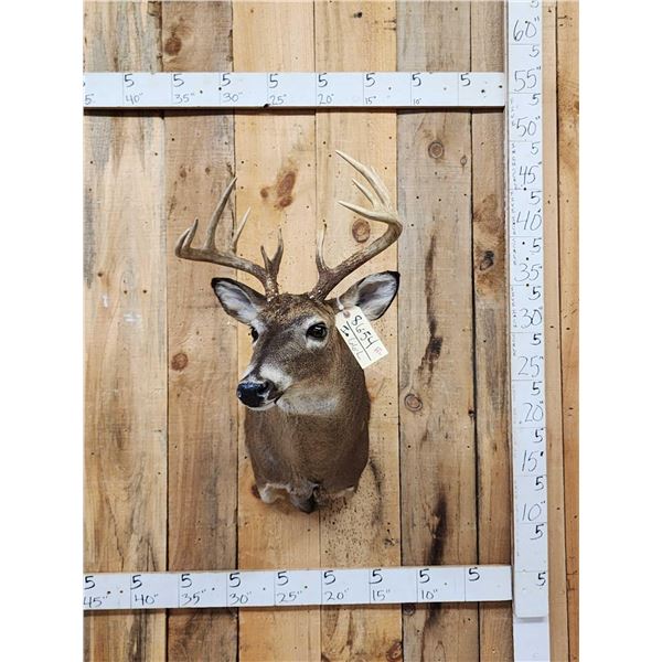 Mini Monster 5x5 Whitetail Shoulder Mount Taxidermy