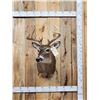 Image 1 : Mini Monster 5x5 Whitetail Shoulder Mount Taxidermy