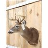 Image 2 : Mini Monster 5x5 Whitetail Shoulder Mount Taxidermy