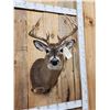 Image 3 : Mini Monster 5x5 Whitetail Shoulder Mount Taxidermy