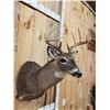 Image 4 : Mini Monster 5x5 Whitetail Shoulder Mount Taxidermy
