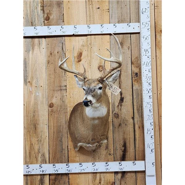 5x5 Whitetail Shoulder Mount Taxidermy